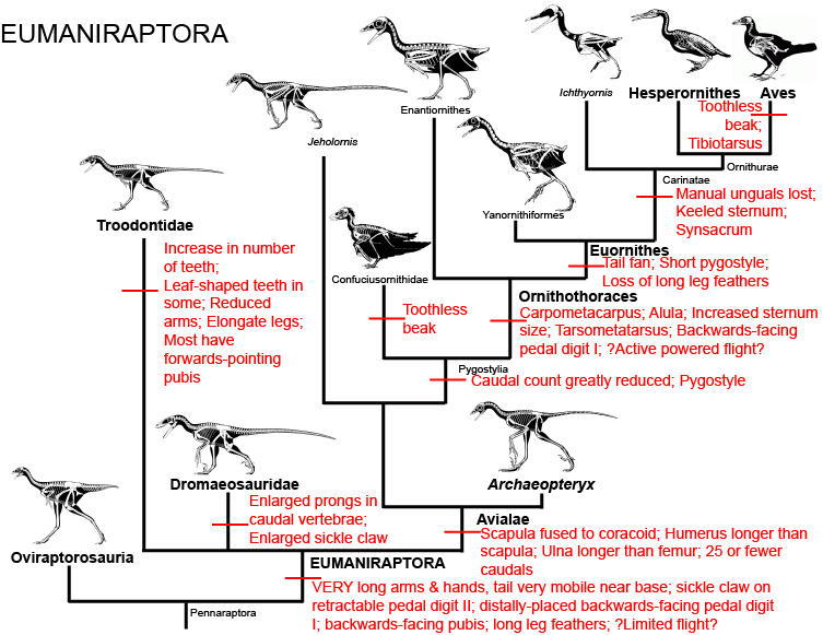 104eumaniraptora