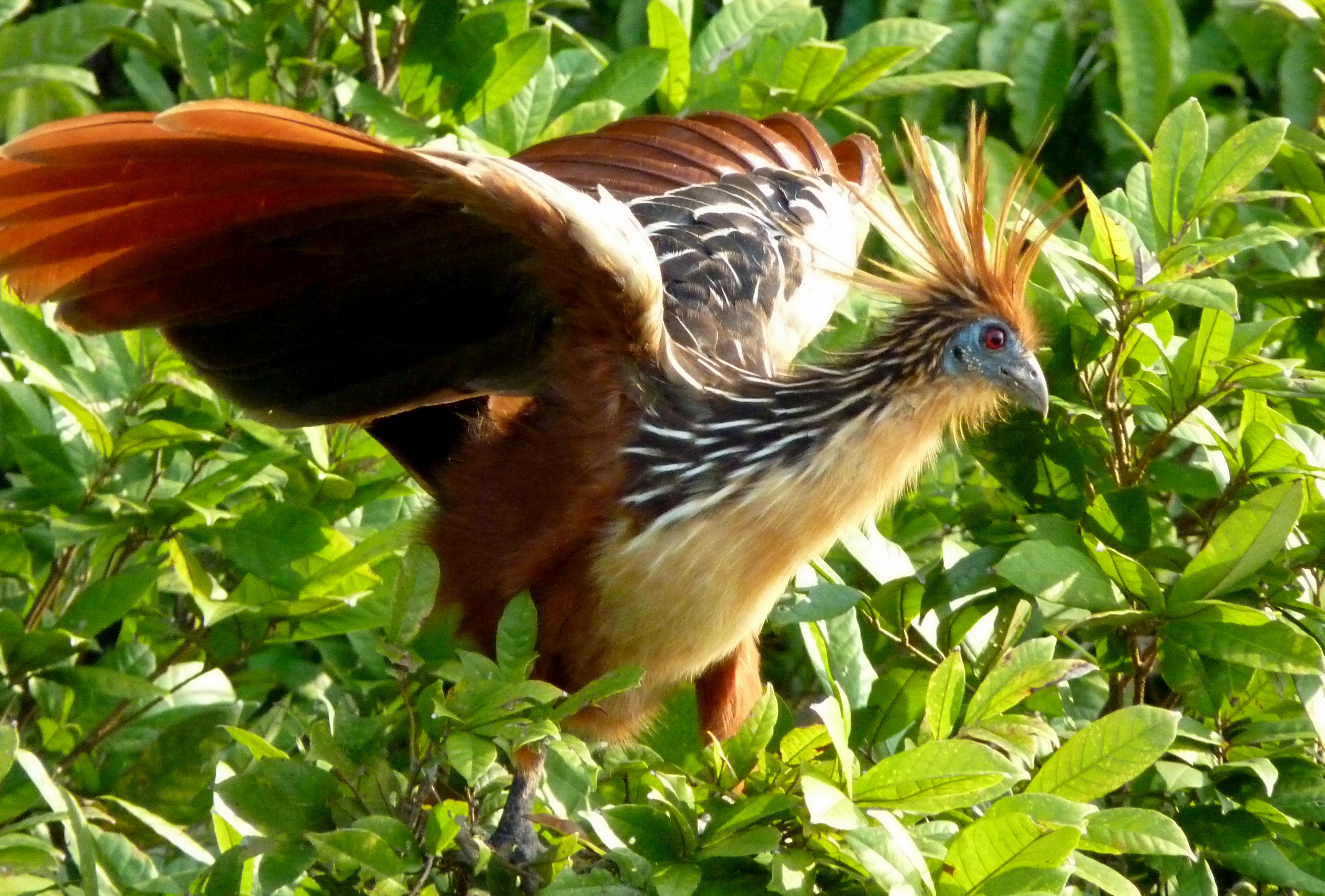 Hoatzin_in_Peru.jpg