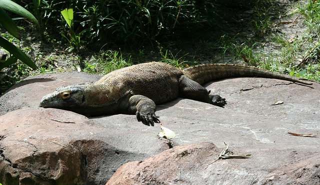 komodo-dragon-58396_640
