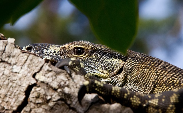 monitor-lizard-425165_640