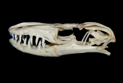 croc-monitor-skull-500