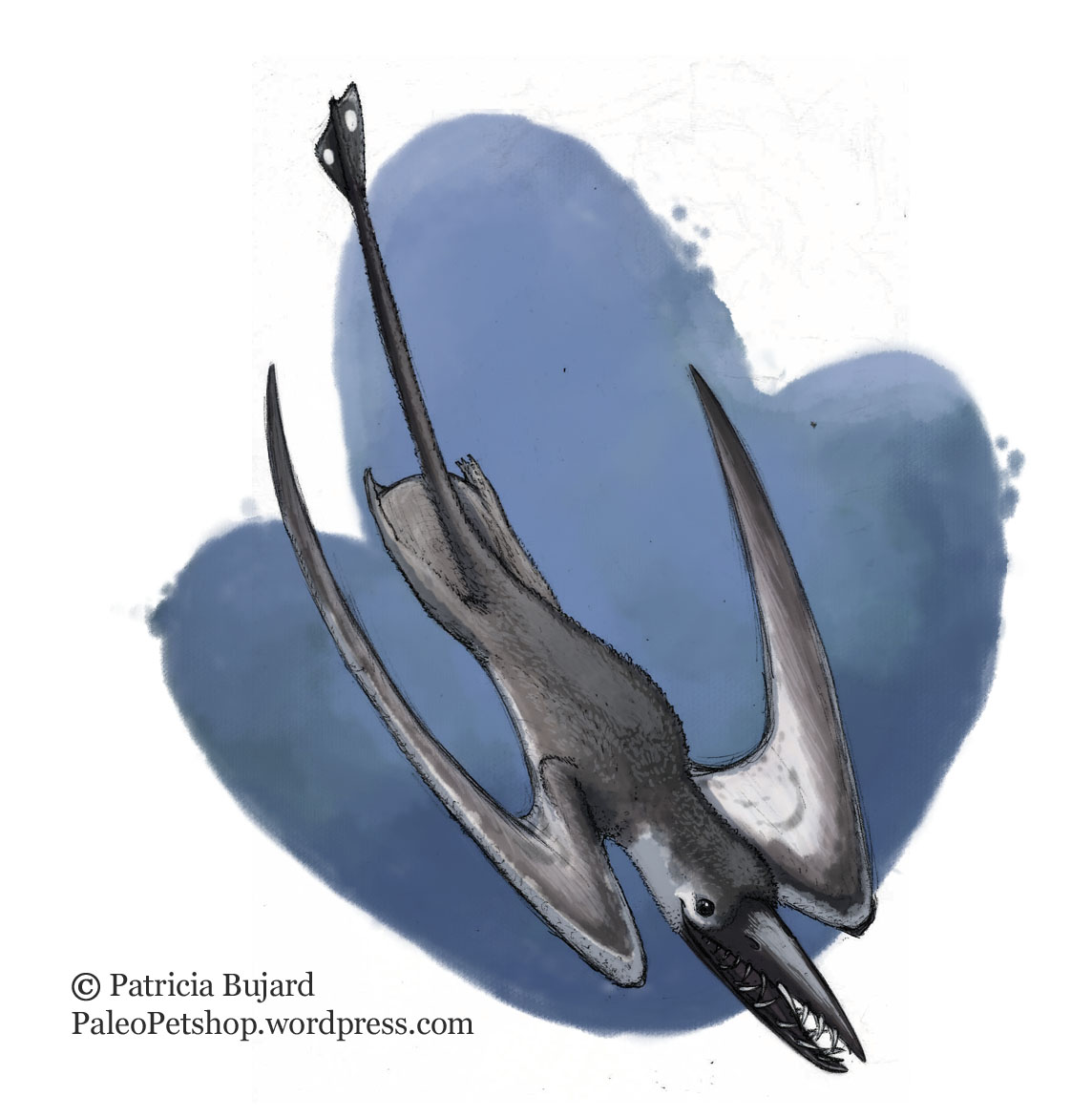 Rhamphorynchus_not dino.jpg