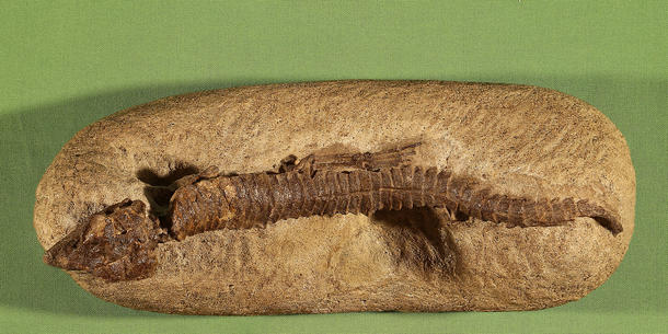 hoplosuchus-kayi_full_610