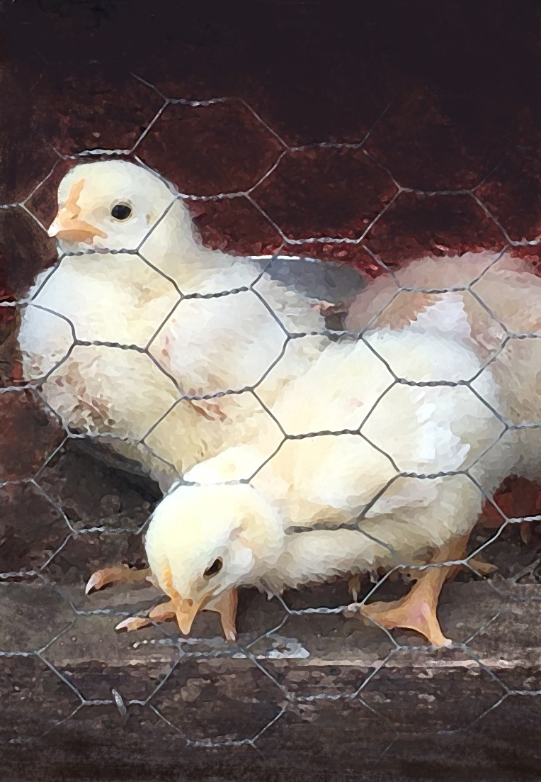 painterly chicks.jpg