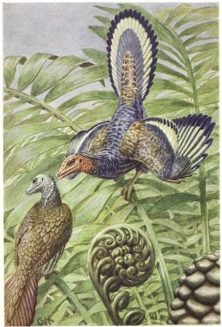 1924 Archaeopteryx courting