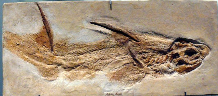 Hybodus_fraasi_(fossil)