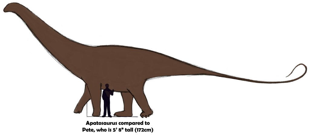 Most Apatosaurus wouldn't be quite as large as some sources portray them. That said, they're still enormous! This one is a modest size, just small enough to tickle her belly.