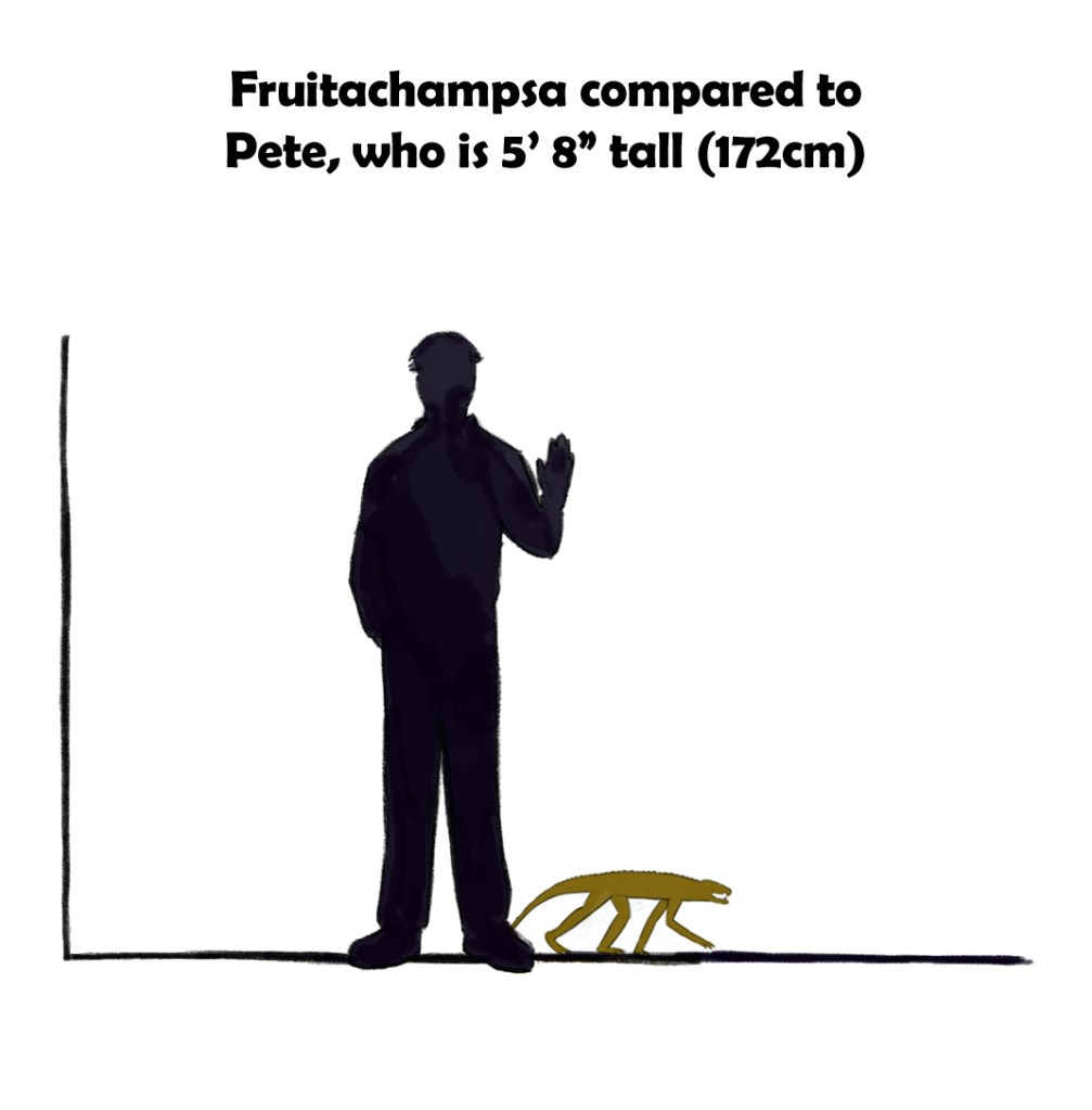Fruitachampsa is about the size of a cat.