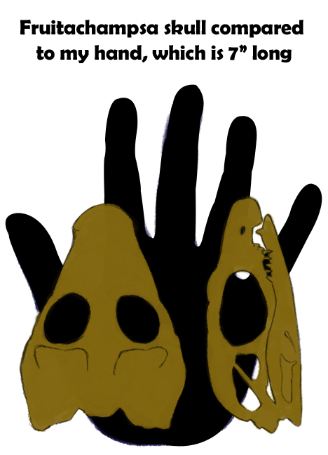 The skull of Fruitachampsa is 9 centimeters long and can fit in the palm of my hand.