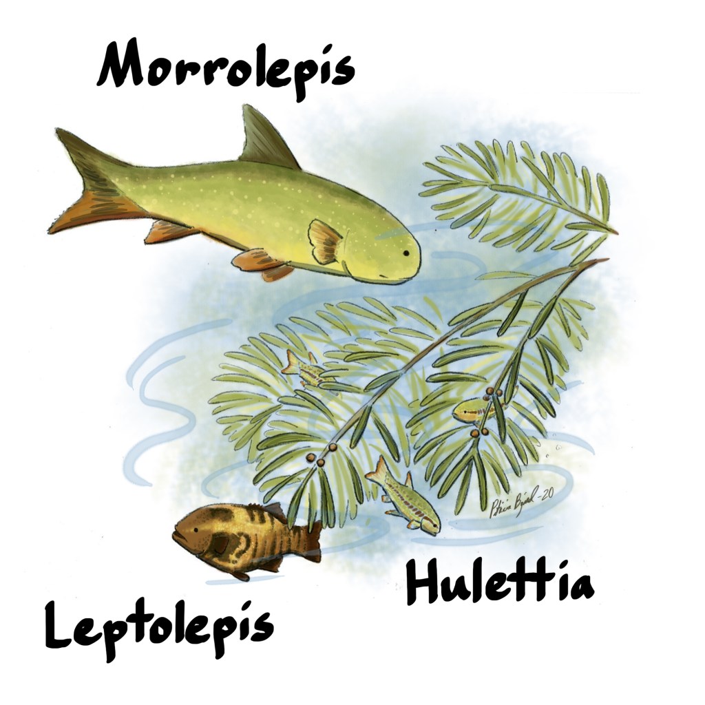 Hulettia hide in the fronds of a drifting conifer branch. Leptolepis and Morrelepis search the plant for insects and algae.