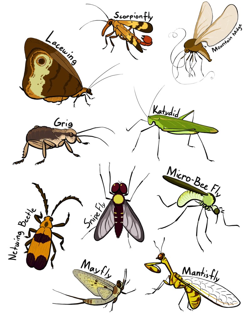 Yet more insects!