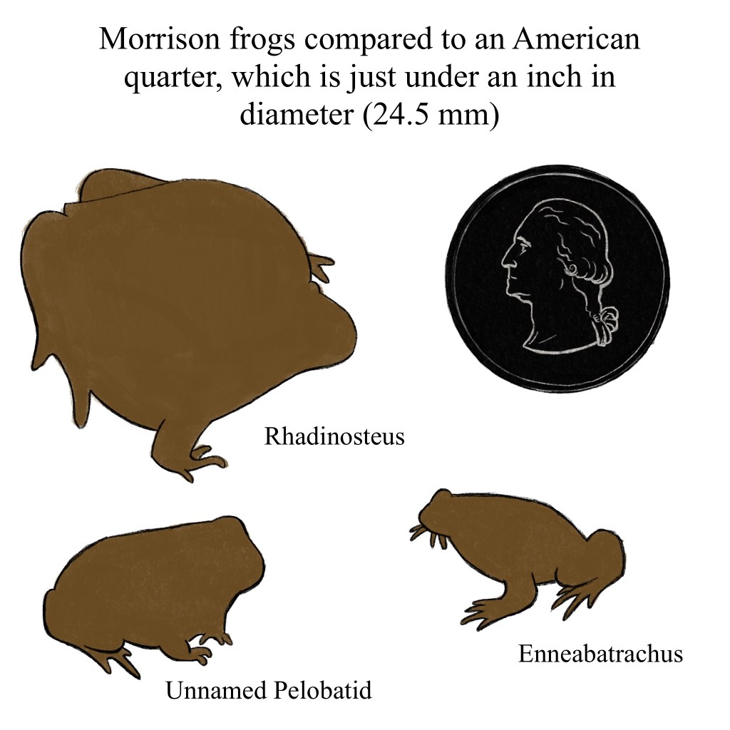 Tiny Morrison frogs next to an American quarter, because everyone has a quarter on hand for comparison right? It's 24.5 mm in diameter.